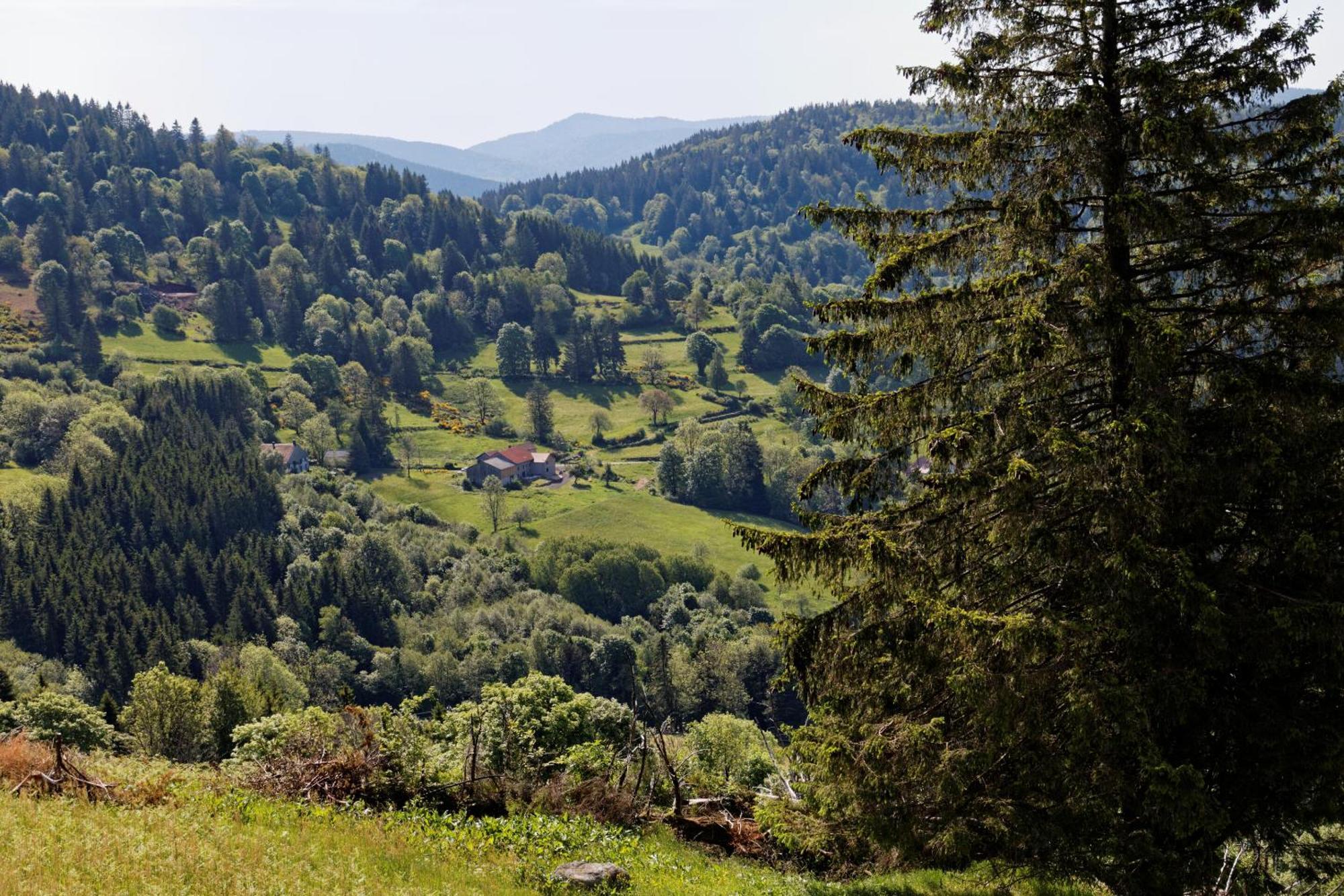 La Ferme De Jean Entre Lacs Et Montagnes Saulxures-sur-Moselotte Dış mekan fotoğraf